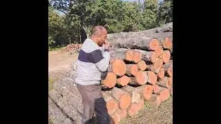 Uttarakhand Teak wood round logs. Mobile no.8445303859.