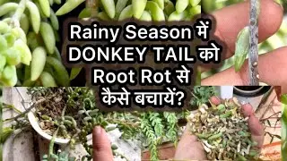How To Save Donkey Tail From Root Rot In Rainy Season | बरसात में Donkey Tail को बचाने काTop Secret
