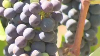Peek inside a high-end winery