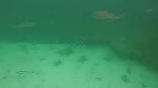 Snorkeling with Sharks in the Abacos, Bahamas