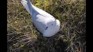 Ross's Gull  Pink seagull pink gull on the nest 2022.       Розовая чайка на гнезде 2022