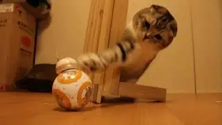 CAT vs  BB 8