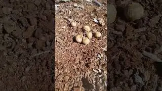 Acorns: Counting Numbers. Abenaki Indigenous Language Translation 1-6 Anaskemen🌳🌰#wabanaki #abenaki