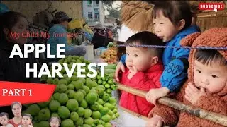 Apple Harvest Not as Easy as It Seems 🍎 A Mother&rsquo;s Reality Raising 3 Kids