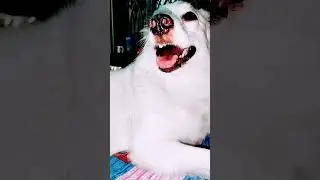 10mas 10 din govve dhore #shorts #youtubeshorts #shortsfeed #trending #dog #
