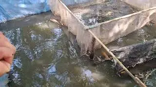 Методика выращивания водных клопов с использованием пресноводной рыбы в качестве приманки. Часть ...