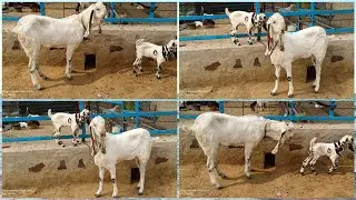 Totapari breed white of Goat kids bacha desi bakri goat farming ke liye Sahi sold out