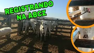 SAIBA TUDO SOBRE REGISTRO DE BEZERRO PO | COMO &Eacute; REGISTRAR BEZERRO NELORE?
