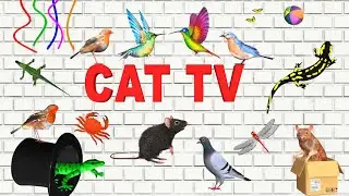 Cat Game 🐭 Fast Mouse Movement  Perfect Video for Curious Cats