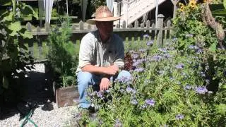 Phacelia tanacetifolia for organic gardening