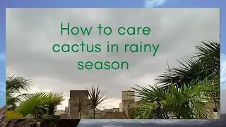 How to care cactus in rain