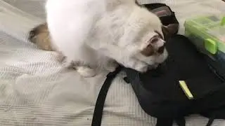 Cat vs Haley Strategic Flatpack Plus