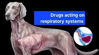 Drugs acting on respiratory systems |Veterinary Pharmacy  lecture 16 I #veterinary #pharmacology