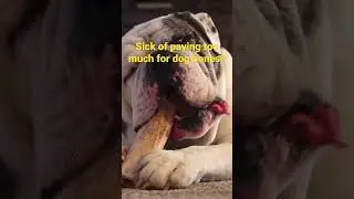 Amazon Link to affordable Dog Bones! #doglovers #petlover #pet #bulldog #cutepuppies #fundogfacts