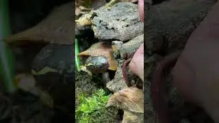 Geoemyda spengleri eating a earthworm.
