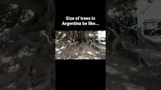 Monster-sized Tree in Argentina 🇦🇷