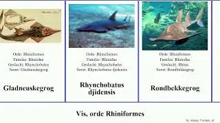 Vis, orde Rhiniformes fish kegrog djidensis Witgestippelde Rhynchobatus Haugen Gladneuskegrog Hulu