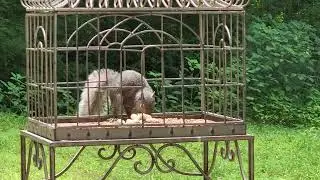 Another clever squirrel manages to find a way into my bird cage