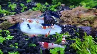 Keeping Neocaridina and Caridina Shrimp Together