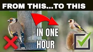 In this video I show you how to get that classic goldfinch shot, perched on a teasel in an hour.