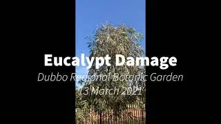 Eucalypt Damage - Dubbo Regional Botanic Garden - 13 March 2021