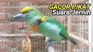 TAKUR TOHTOR GACOR PIKAT SUARA JERNIH