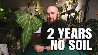 Repotting Anthuriums: My Semi-Hydro Setup + Care Tips