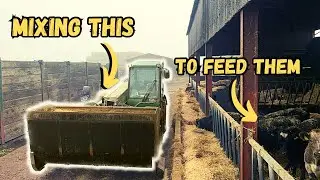 FEEDING FORAGE RYE TO COWS AND MAKING BEEF CEREAL RATIONS!