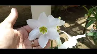 Como Cultivar L&iacute;rio do Amazonas (A&ccedil;ucena)