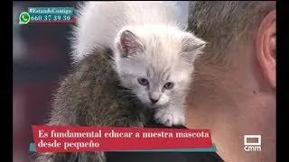 Tengo un gatito, ¿qué hago? - Estando Contigo
