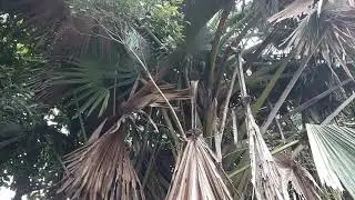 Palm - Corypha umbraculifera