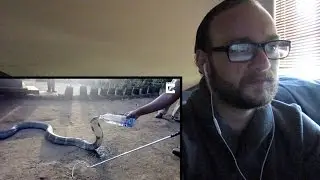 Rescued COBRA Drinks Water From Bottle - REACTION VIDEO!!! HELL NO