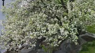 Spring at India Point Park!