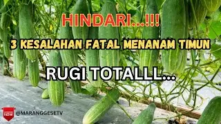 3 KESALAHAN UTAMA MENANAM TIMUN || JANGAN LAKUKAN INI!!!
