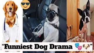 &ldquo;Funniest Dog Moments Compilation 2025 🐶😂 | Dogs Being Extra Relatable&rdquo;