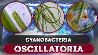 Как двигаются водоросли Oscillatoria Cyanobacteria