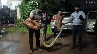 rescue of Indian rock python snake  #phython #snake