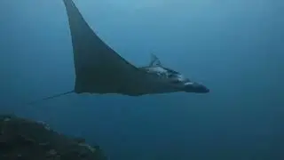 Day 8, Dive 1, Manta point