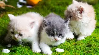 Beautiful, colorful kitten video - Playful cat, climbing tree