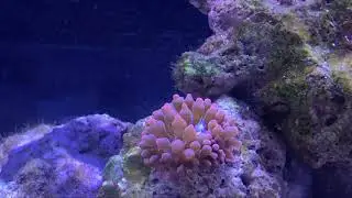 Reef tank update before adding new live coral, sea anemone, and/or fish to the tank.