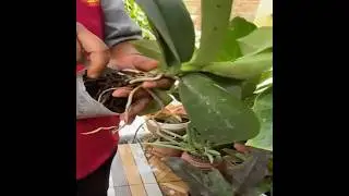 CARA MEMPERBANYAK ANGGREK PHALAEPNOSIS ANGGREK BULAN | Tanaman hias #shorts  #anggrekbulan  #plants
