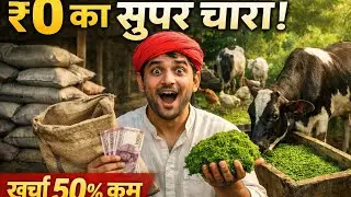 अजोला चारा: पशुपालन का खर्चा आधा करने का 'जादुई' तरीका!