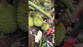 Fresh durian fruits #fruit #foodie