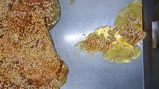 【製造風景】飴の作り方 豆平糖 (大豆入り飴) / How to make candy / Japan / Kyoto / making / 2026 / 節分