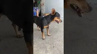 Pinscher n&uacute;mero 1