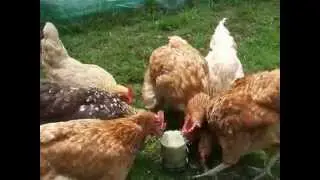 BHWT Rescue Hens Feeding on Hentastic&reg; Foraging Cake