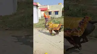 Pedduru Legend Jallikattu #Purushotham Reddy| #vlog #ytshorts #india #hanuman #jallikattu #business