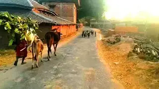 🌿🚶&zwj;♂️ Peaceful Evening Walk in Indian Village | Walking View India 🌇🇮🇳