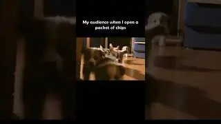 🐶Cute Animal Memes! Viral Funniest Dog Meme | Hilarious Animal Memes #shorts #memes