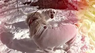 Dog Hiking Adventures with  Scarlett, Lucy, Izzy, and Ice Cream on 01/20